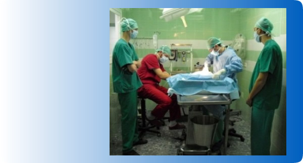 Cirug&iacute;a Veterinaria